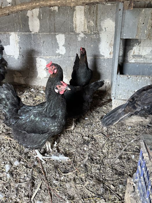Продам домашые черный куры все несутся