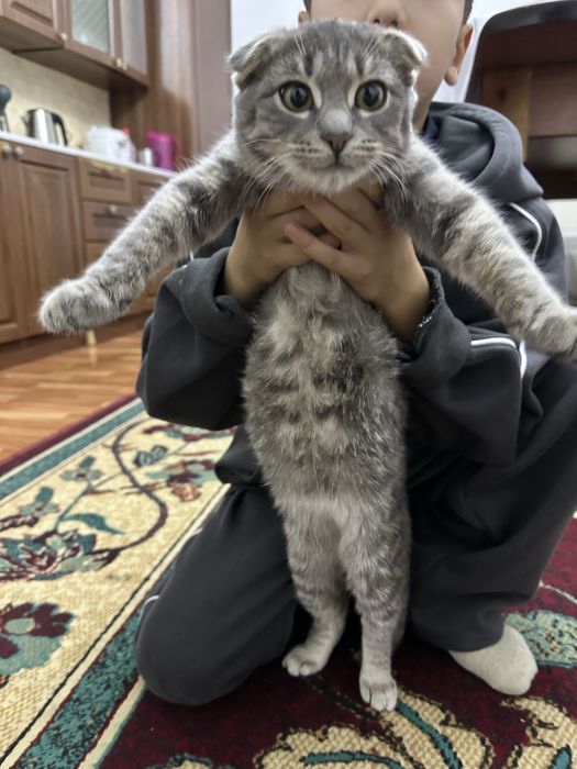 Вислоухий котенок