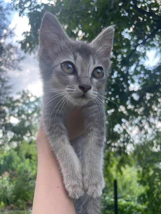 Котята-девочки в добрые руки
