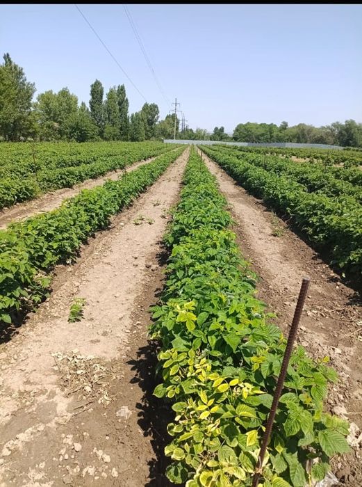 Продается участок земли ИЖС