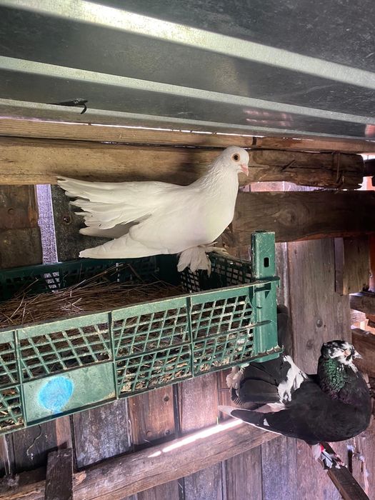 Vand 3 porumbei rolleri