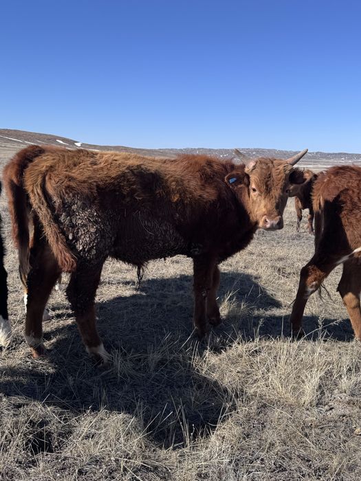 10 бас бұқа сатылады