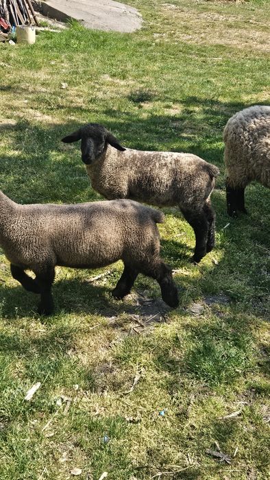 Berbecut Suffolk de vanzare