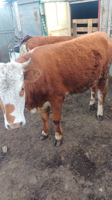 Продаются две телки