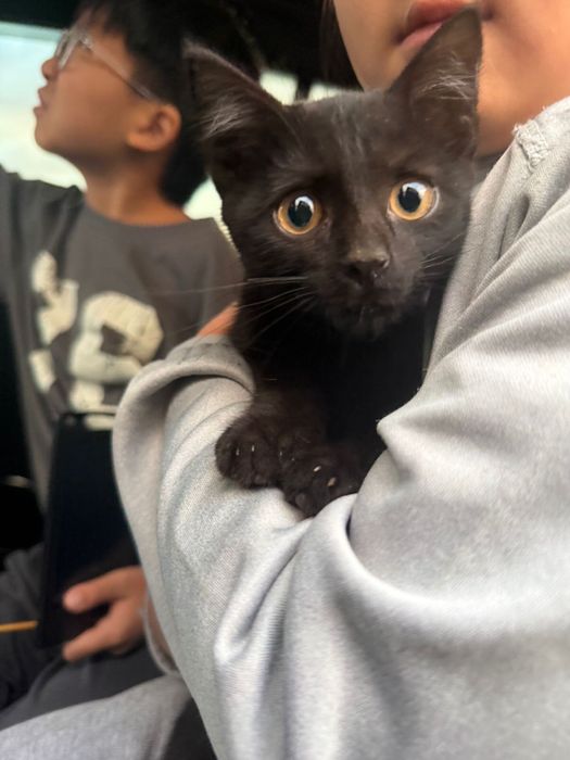 котик бесплатно Срочно