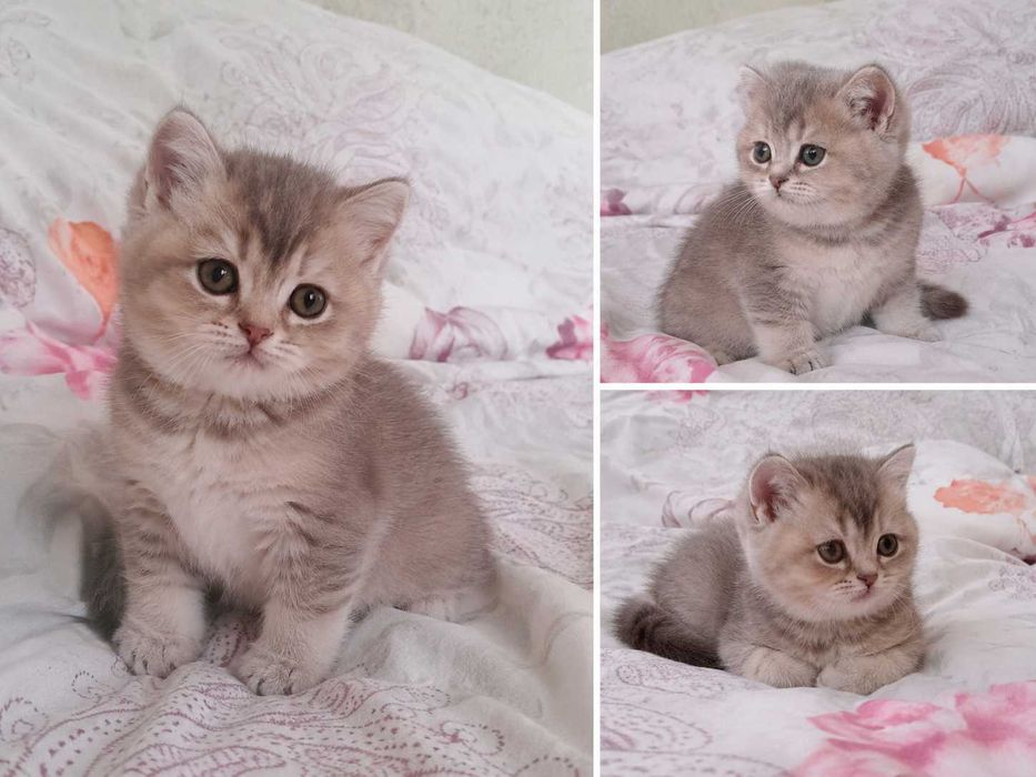 Продам чистокровного котёнка