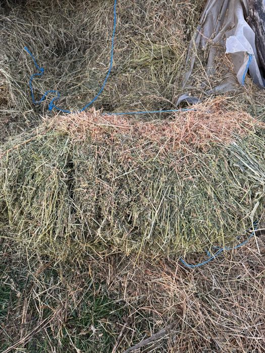 Vând 100 de baloti de lucerna