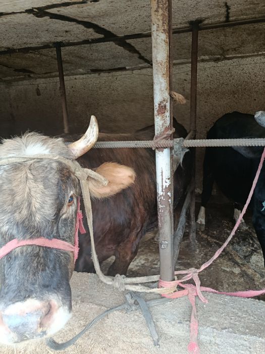 2ta semiz buqa sotiladi