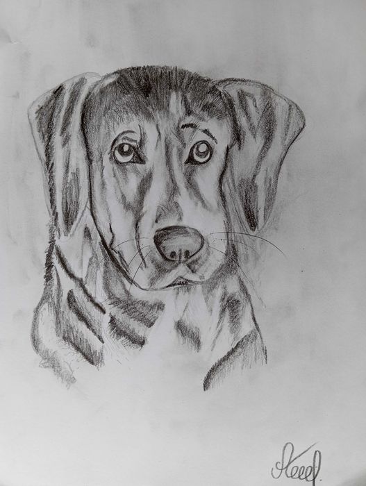 Картини на тринадесетгодишната Алекс