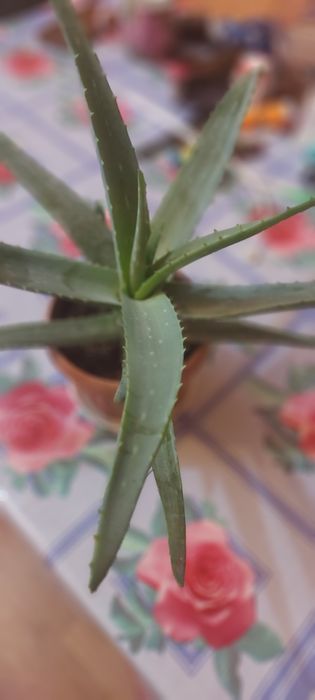 Продам цветок  алоэ