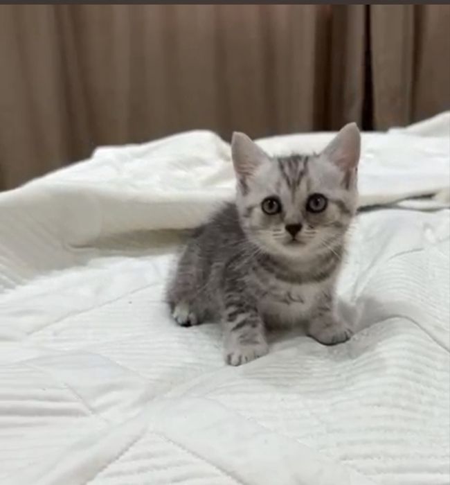Шотландские кошки британский