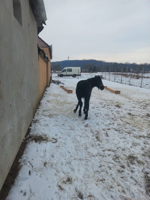 Mânz negru de vânzare