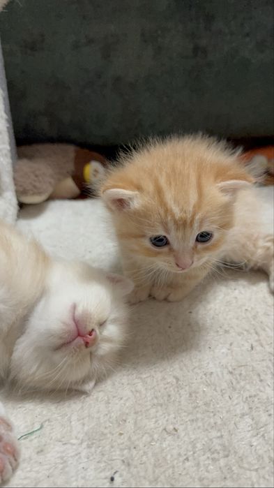 Вислоухие котята
