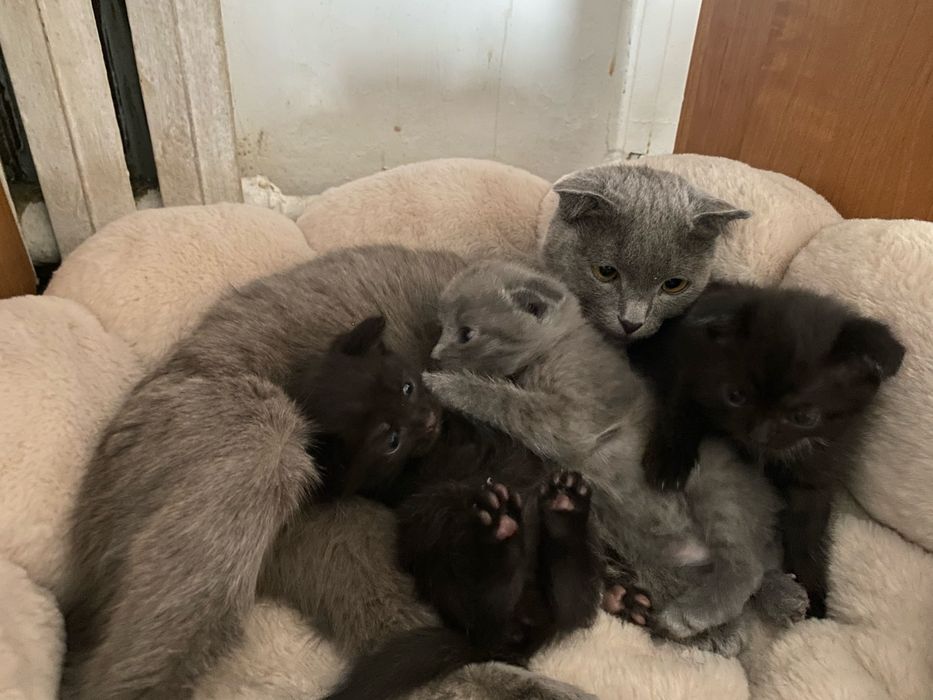 Кошка с котятами продаётся.