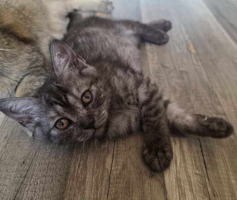 British shorthair baiat