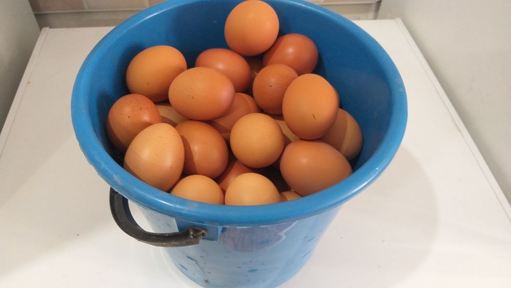 Яйца на инкубатор