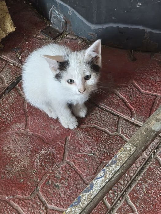 Donez pisoiasi  Calico