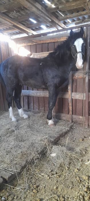 Айғыр сатылады , көкпарға