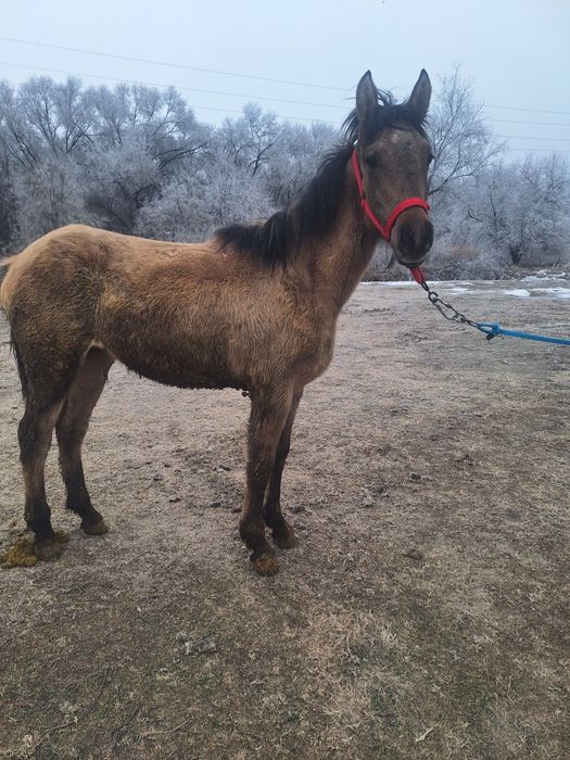 Продам кабылку  рысачьку