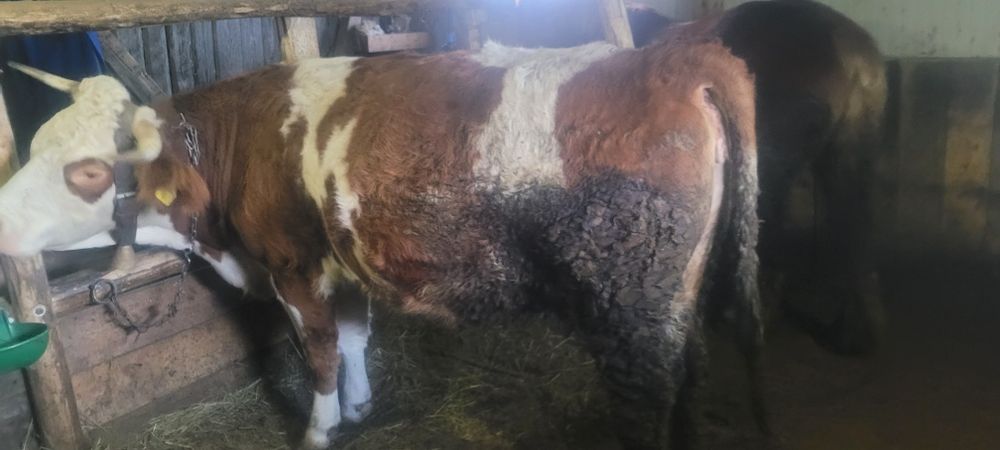 Vând vaca de 3 vitei