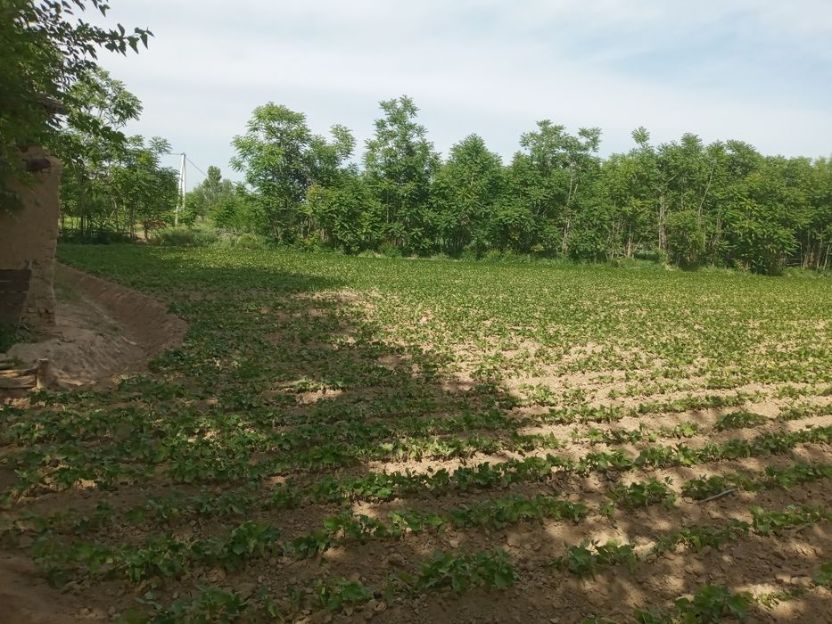 Boka tumani МФИ дехқончилик чорвочиликка қулаи  жои