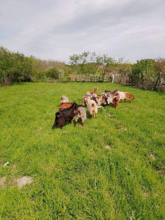 In jur de 15 capre toate mari și mulgătoare fara capre bătrâne.