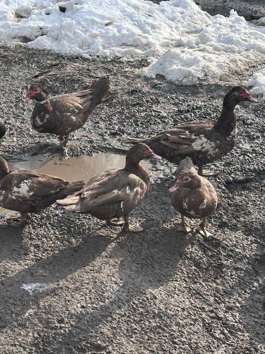 Продам индоуток!!