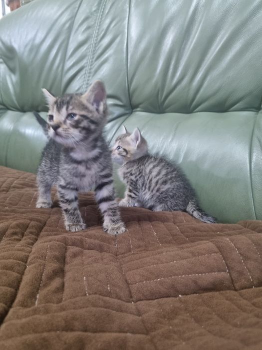 Отдаём котят в хорошие руки