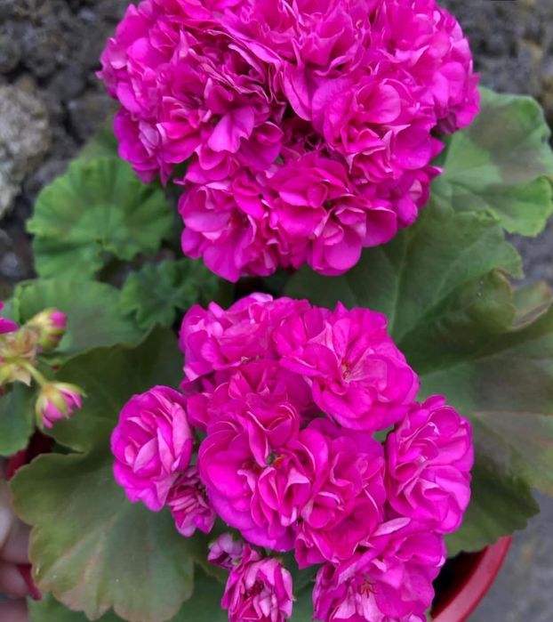 Продам пеларгонию ТА Франсуаза