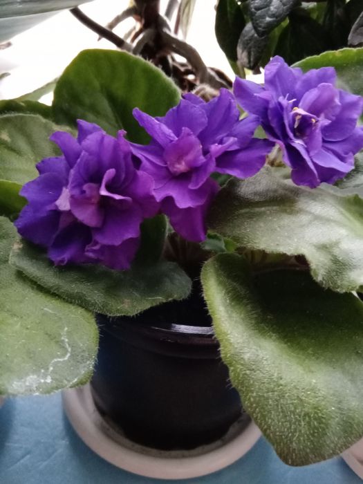 Комнатные растения