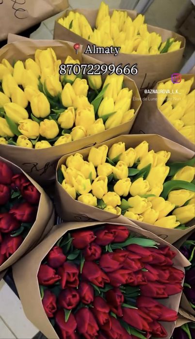 Голландские тюльпаны