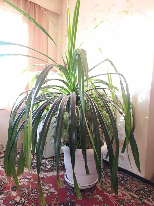 продам цветок -панданус ооочень большой