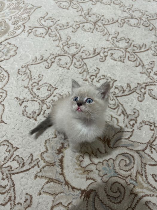 Сиамский котенек