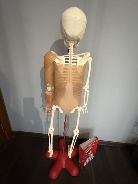 АНАТОМИЧЕН МОДЕЛ НА ЧОВЕШКО ТЯЛО