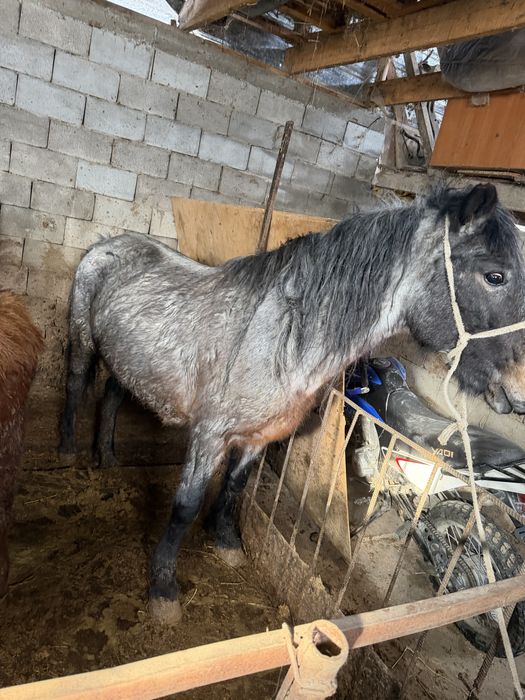 Жақсы жылқылар семіз