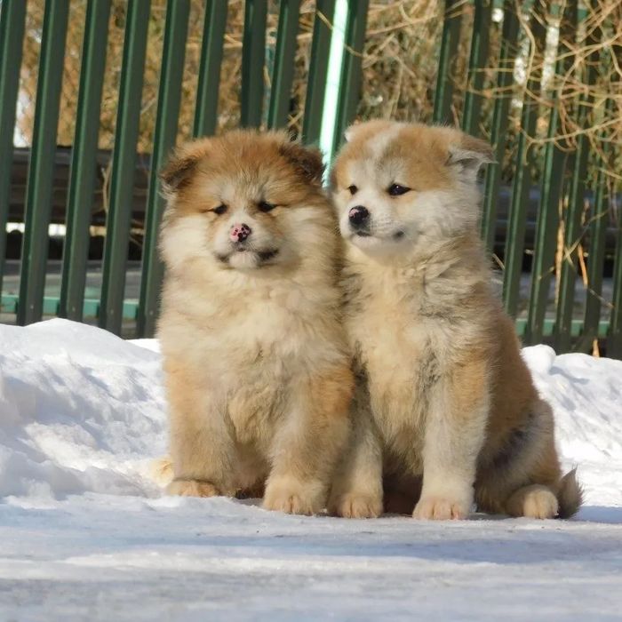 Щенки Японской Акита Ину
