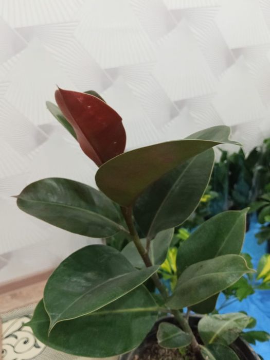 3/4 кавер почти новый