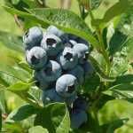 Afin de cultura diferite soiuri de 2 si 3 ani.