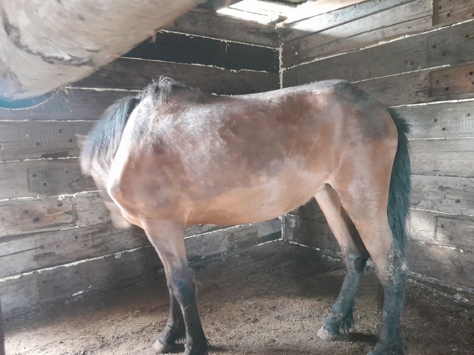 Продам байтал с откорма.