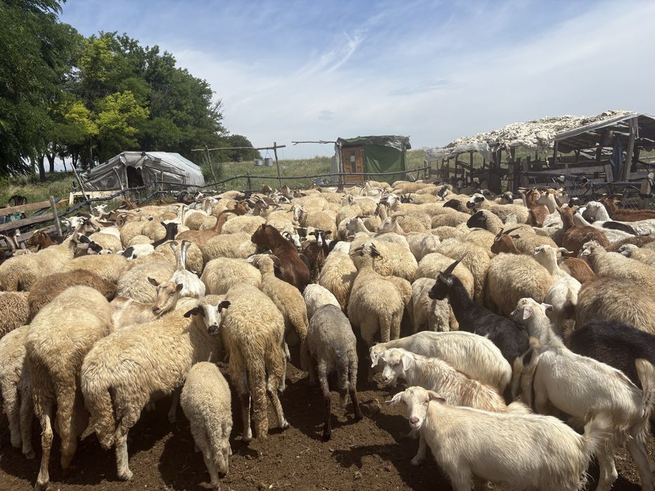 Vand 40 miei de anul asta-20 lei /kg negociabil