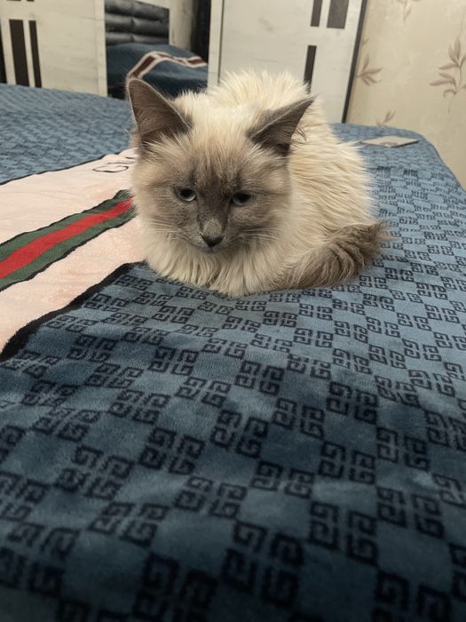 Zottor mushuk sotiladi damashniy