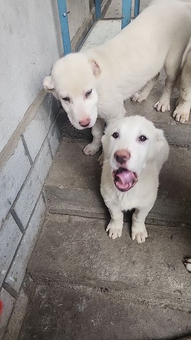 Алабай щенки на продаже