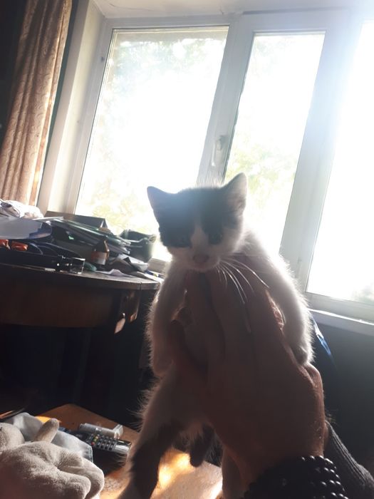 котята 1,5 месяца