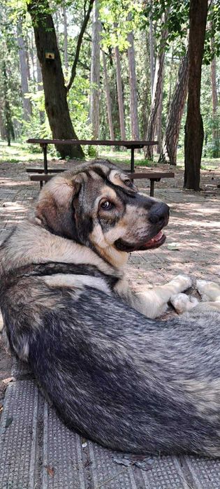 Испански Мастиф с родословие