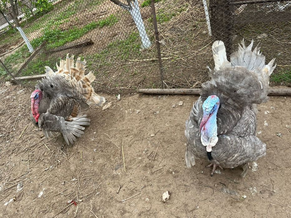 Куры утки хороши домашние