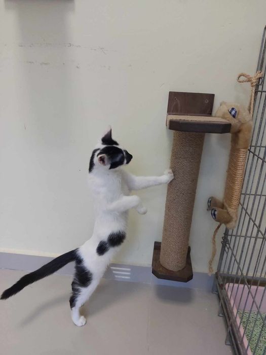 Драскалка за котка на стена