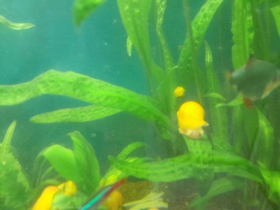 На продажу улитки