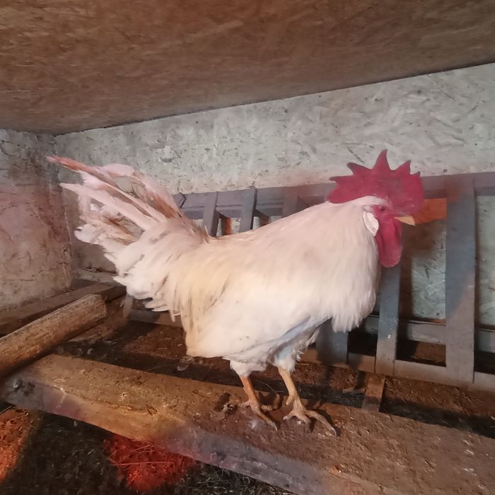 Петухи "Леггорн "