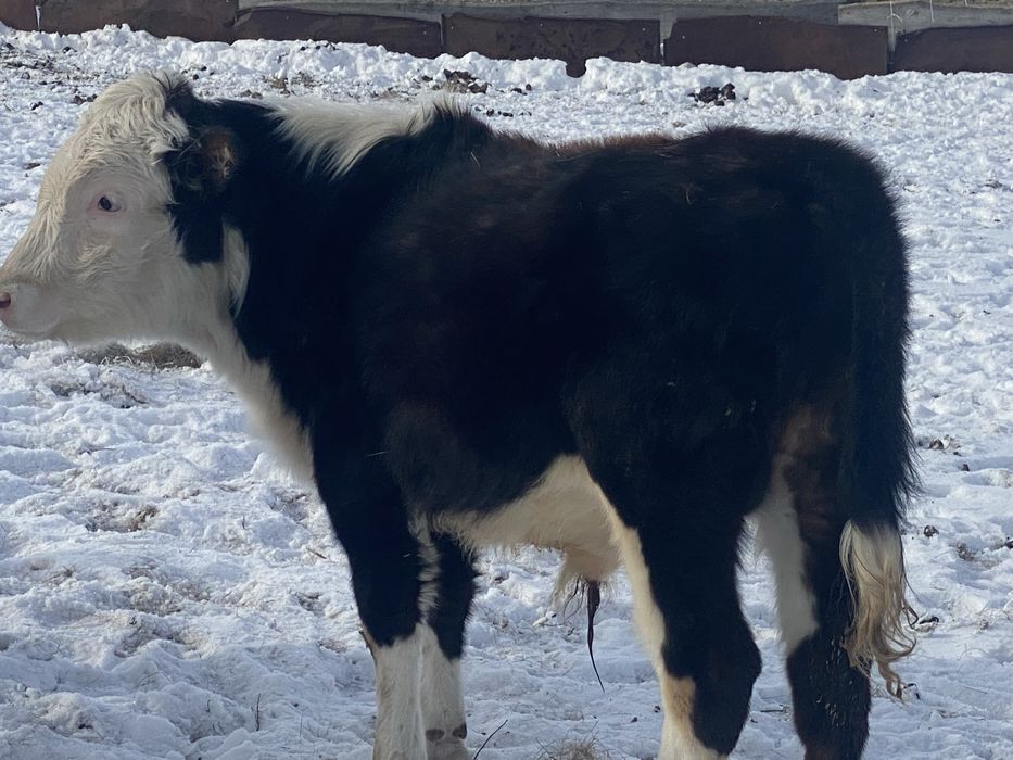 4 еркек бука баспак сатамын