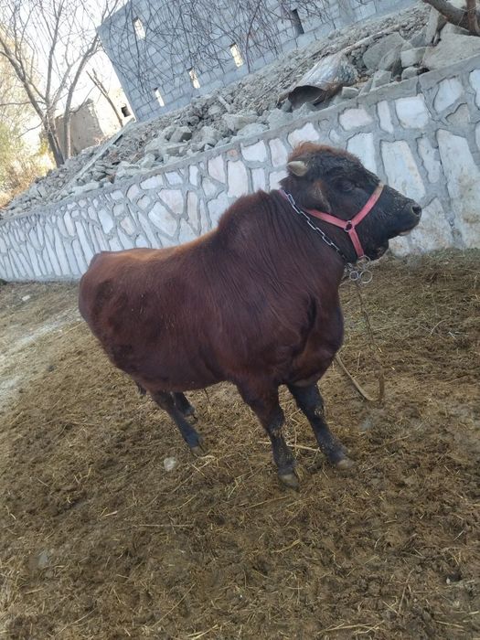 Buqa sotiladi       .